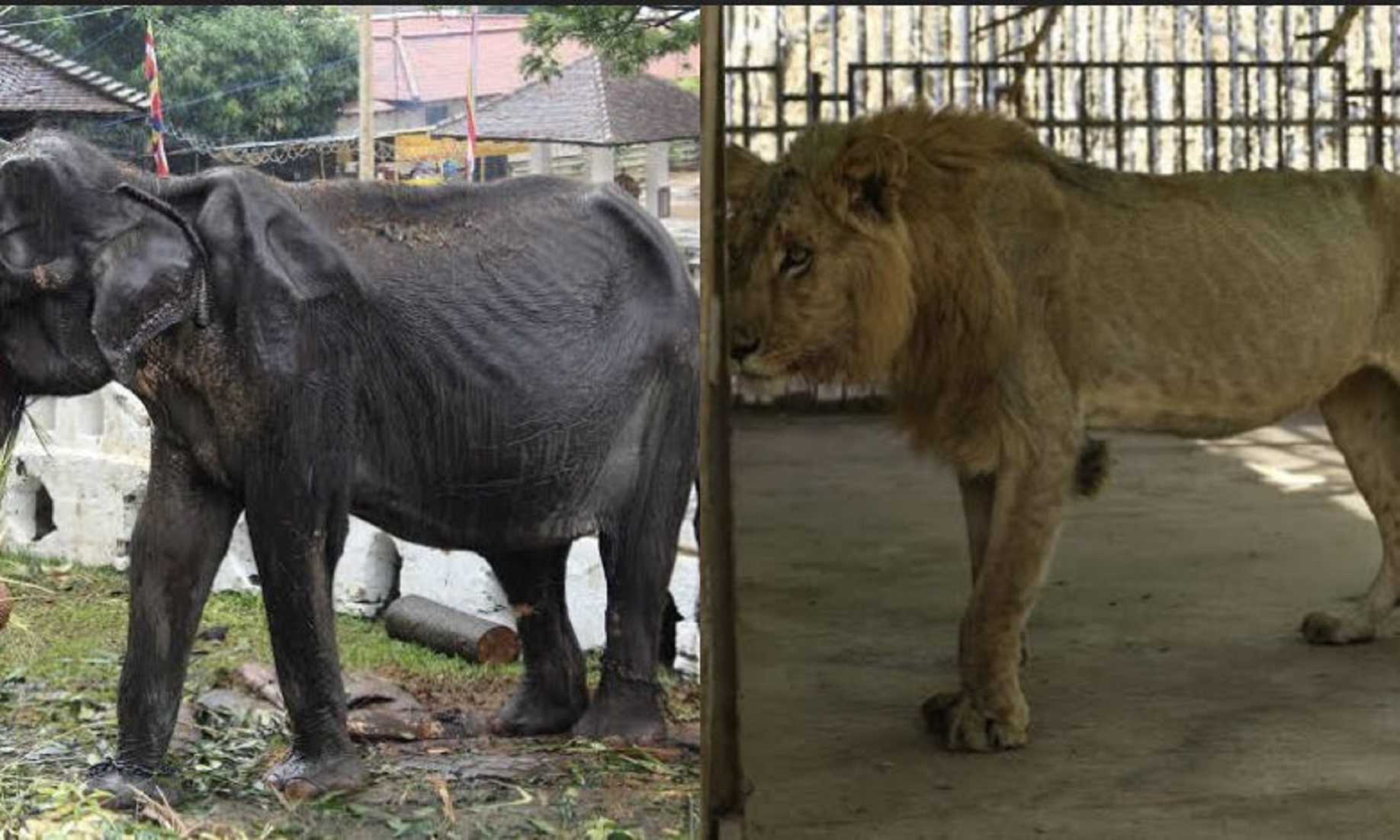 Sri Lanka Runs Out Of Money To Feed Animals In Zoos Amid Economic Crisis