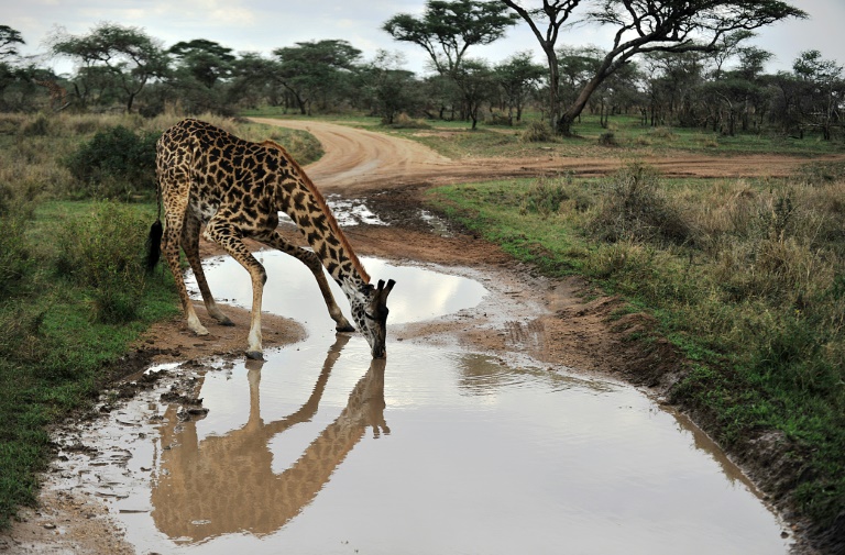 Tanzania rescinds decision to lift ban on wildlife exports