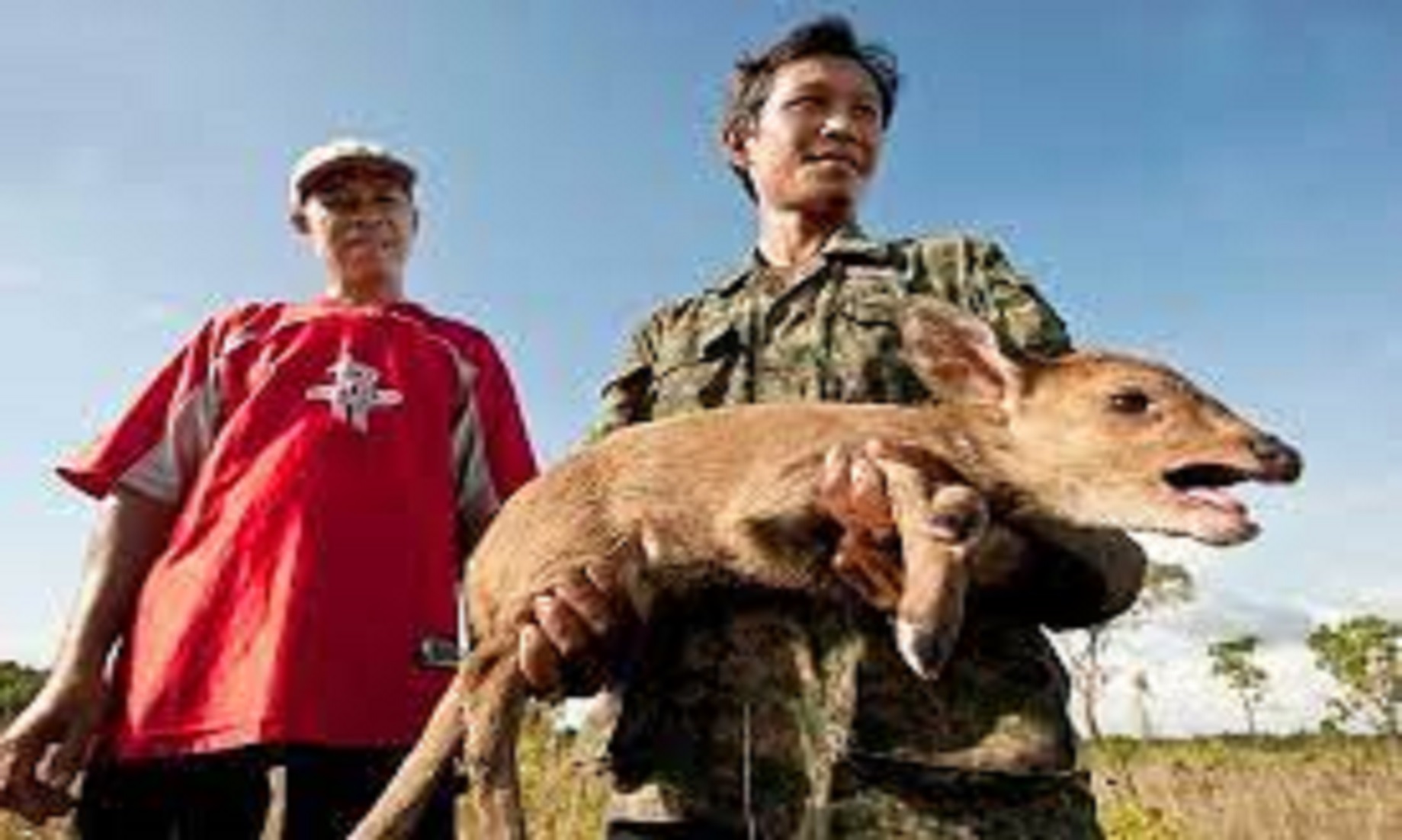 84 Rare Hog Deer Found In NE Cambodia, Raising Hope For Species Conservation