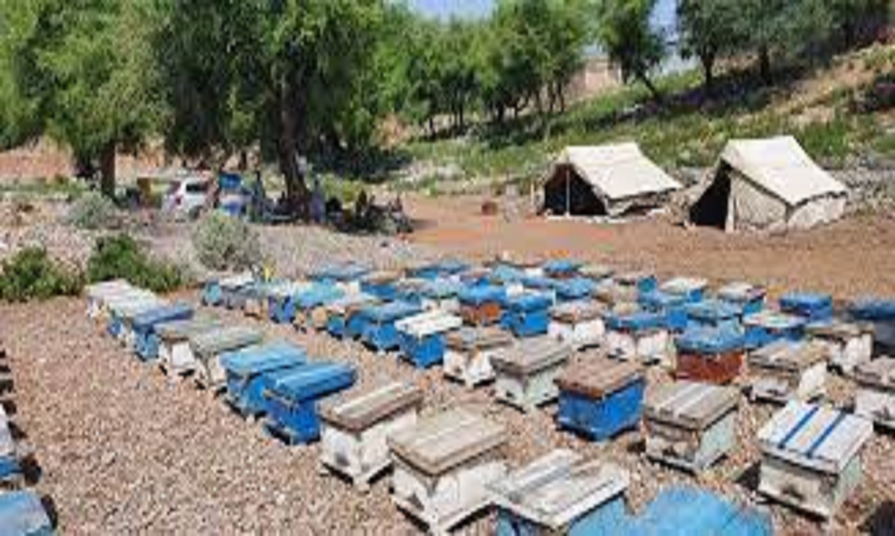 Afghanistan’s Nangarhar Produces 700 Tonnes Of Honey So Far This Year