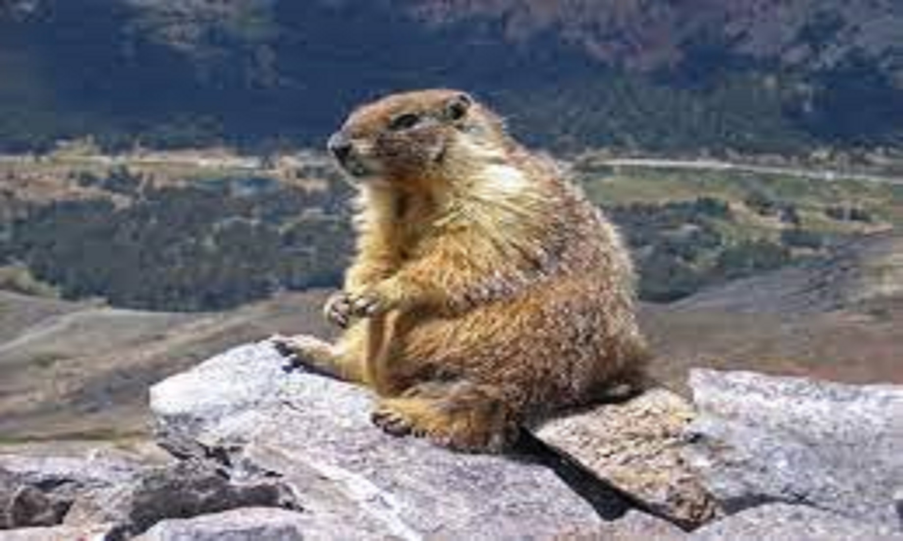 Eastern Mongolian Province Reintroduced 200 Marmots To Maintain Ecological Balance