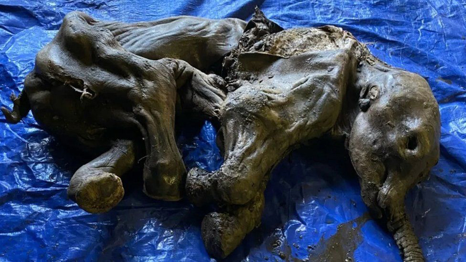 Canadian gold miners find rare mummified baby woolly mammoth