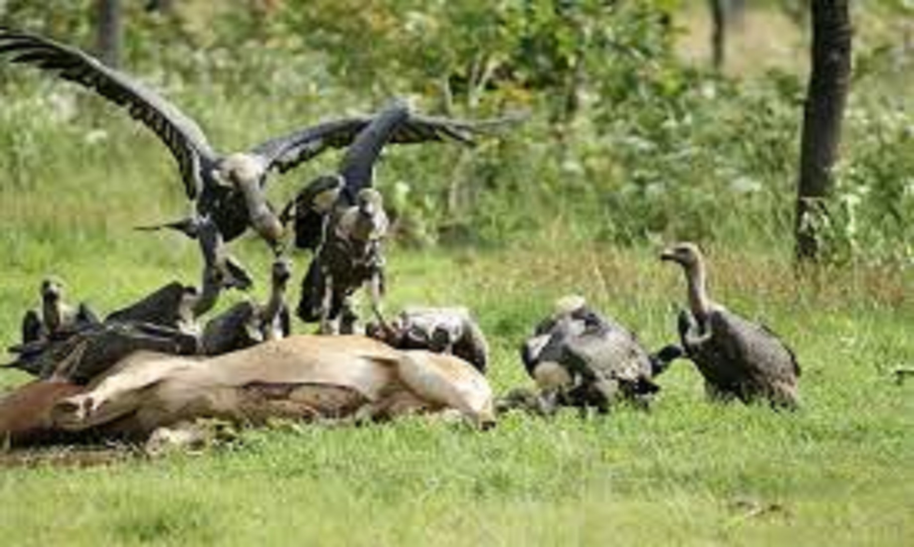 Rare Vulture Population In Cambodia Slightly Up: Official