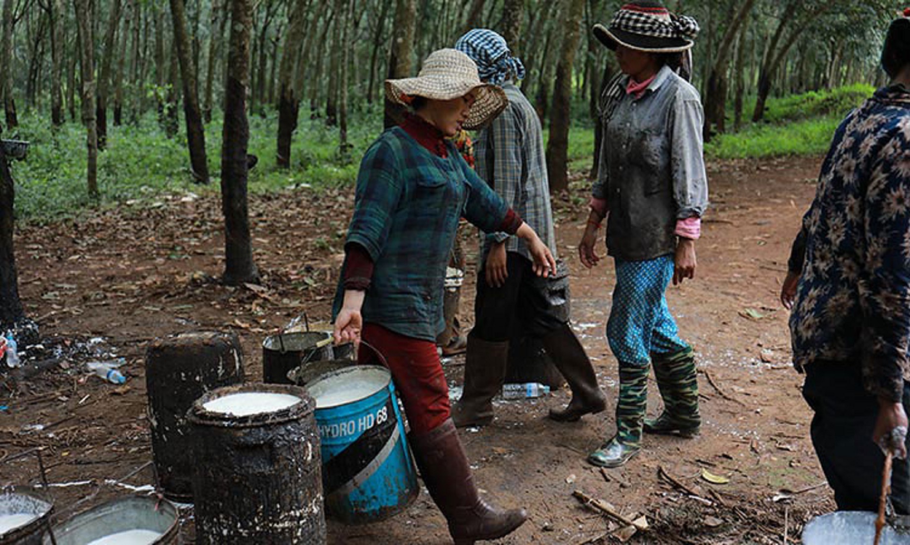 Cambodia’s Rubber Export Up Three Percent In First Five Months Of This Year