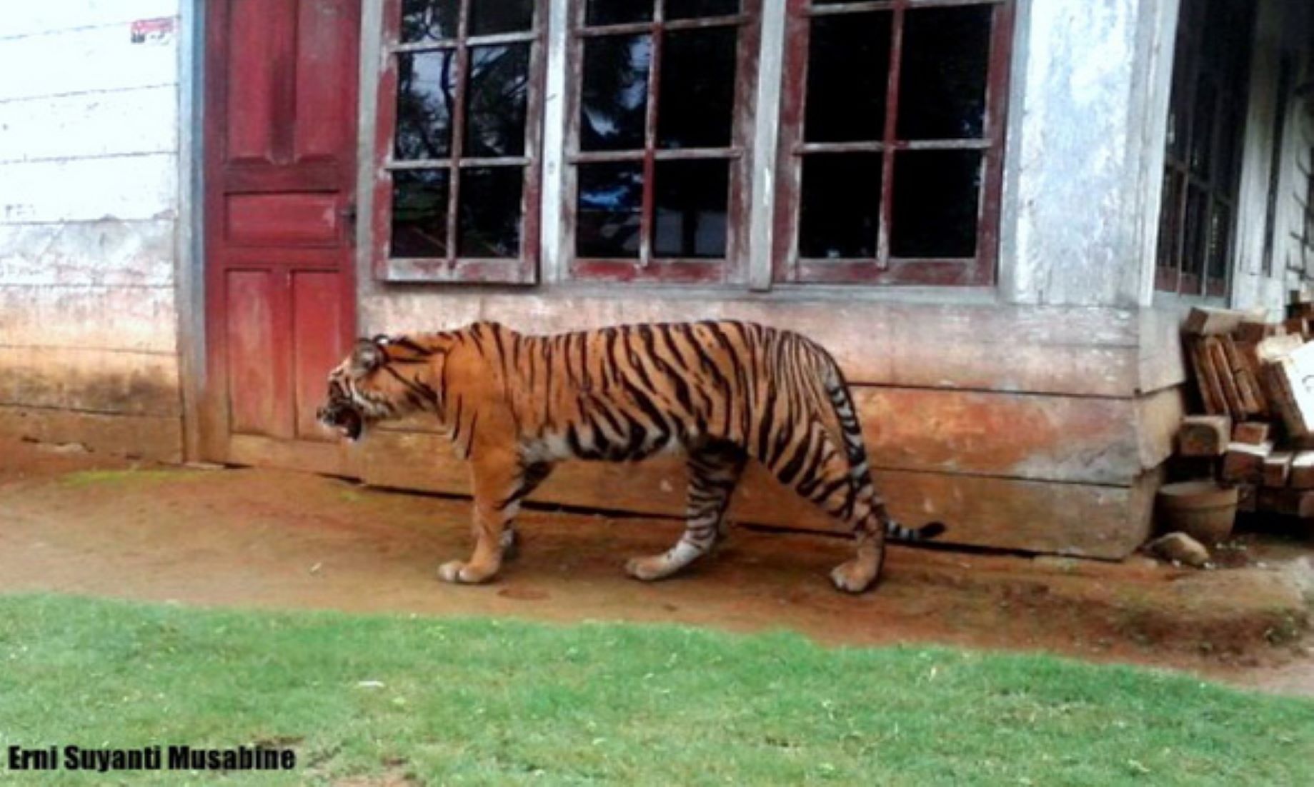 Indonesian Conservation Agency Caught Sumatran Tiger Hunting For Food In Villages