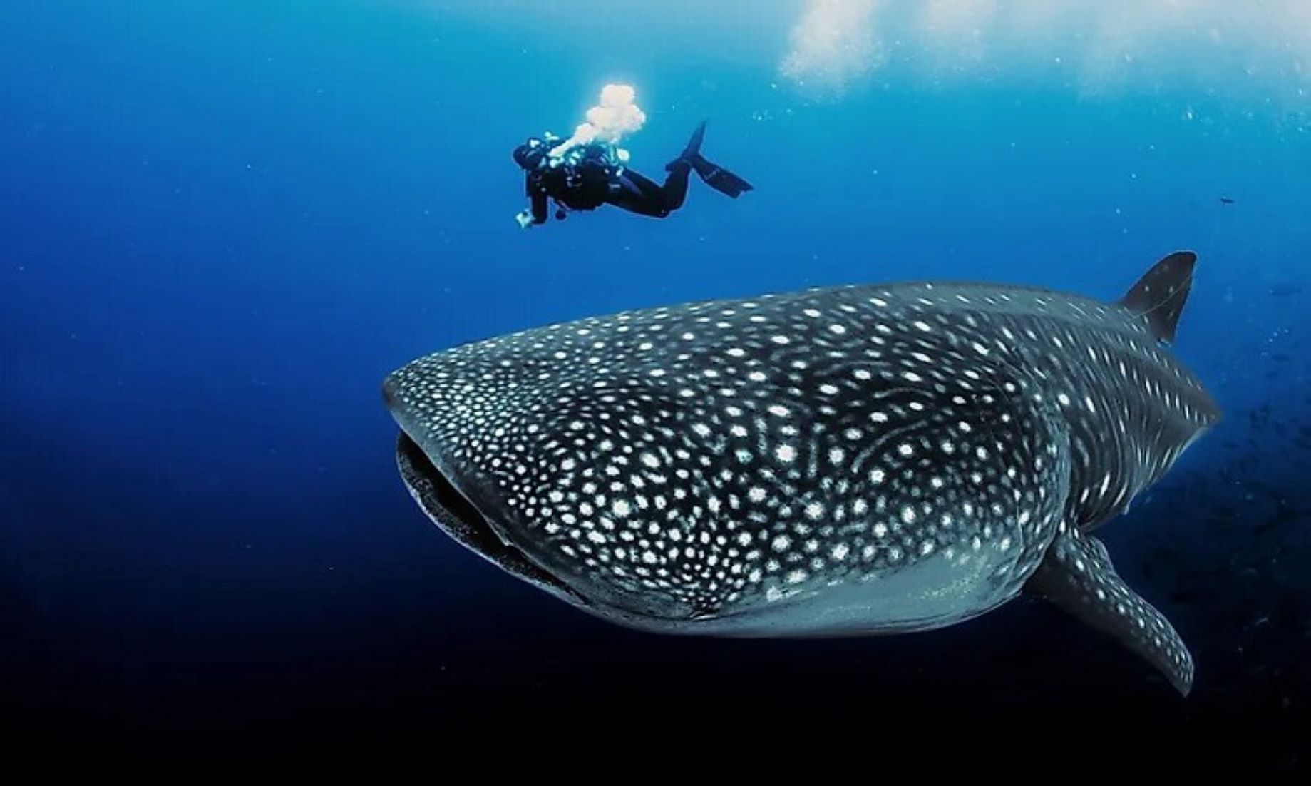 Whale Sharks World’s Biggest Omnivores: Australian Study