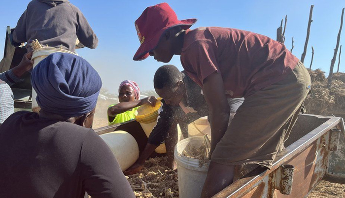 Zimbabwe food crisis: Replacing maize with sorghum and millet with government, UNDP support