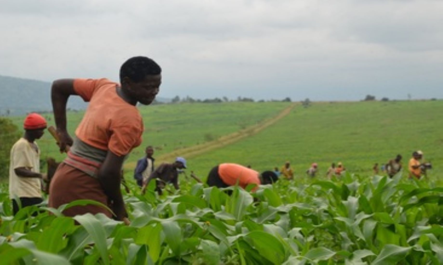 Tanzania Launched Cultivation Of Over 11,000 Hectares Of Block Farms For Youth