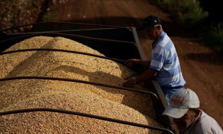 Brazil may export corn to China in the second half