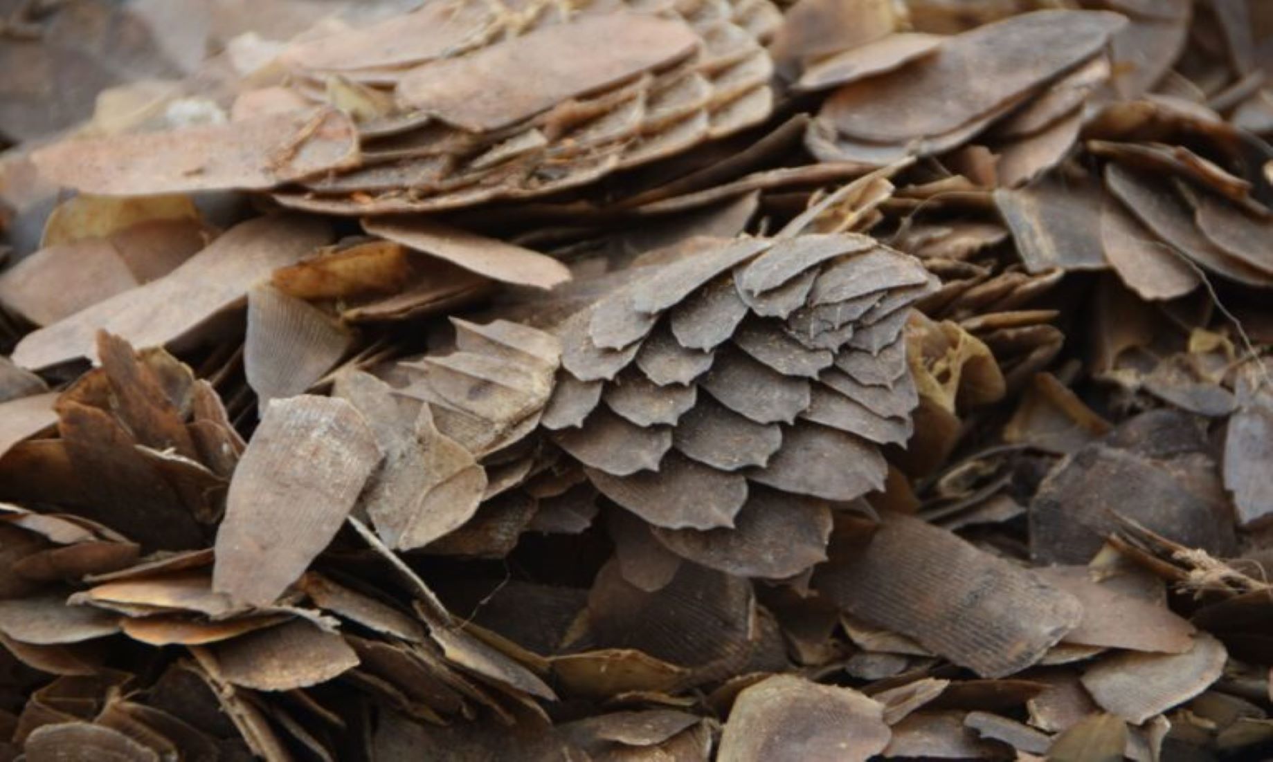 Smugglers Jailed For Trading Pangolin Scales In Vietnam