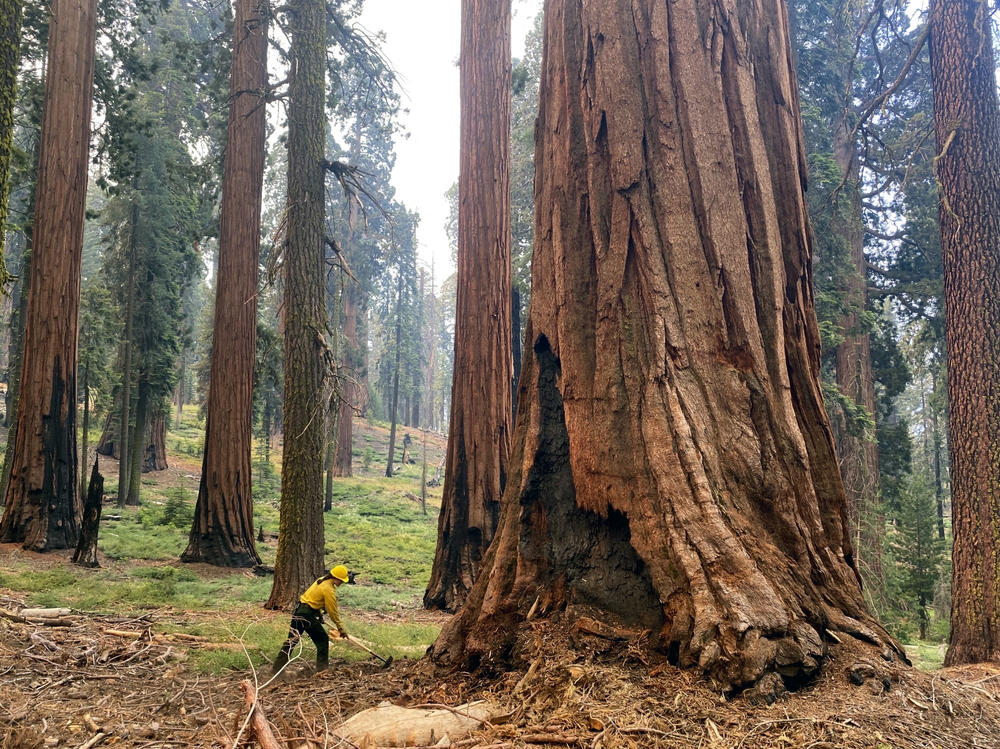 Heatwaves: US takes emergency action to save sequoias from wildfires