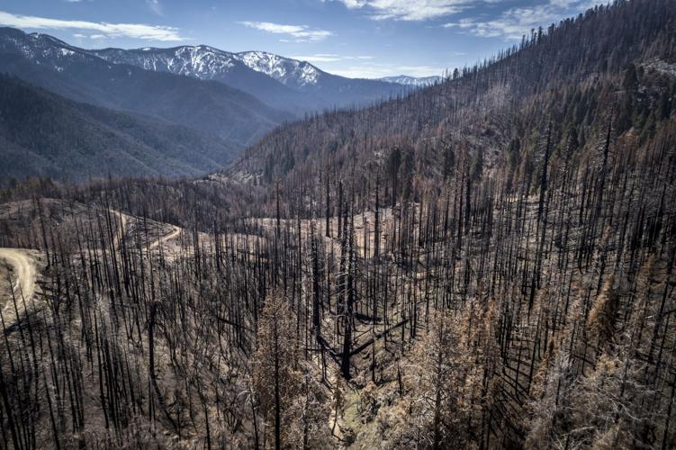 US to plant 1 billion trees as climate change kills off forests