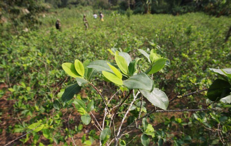 Bolivia to produce toothpaste made of coca leaves: Gov’t