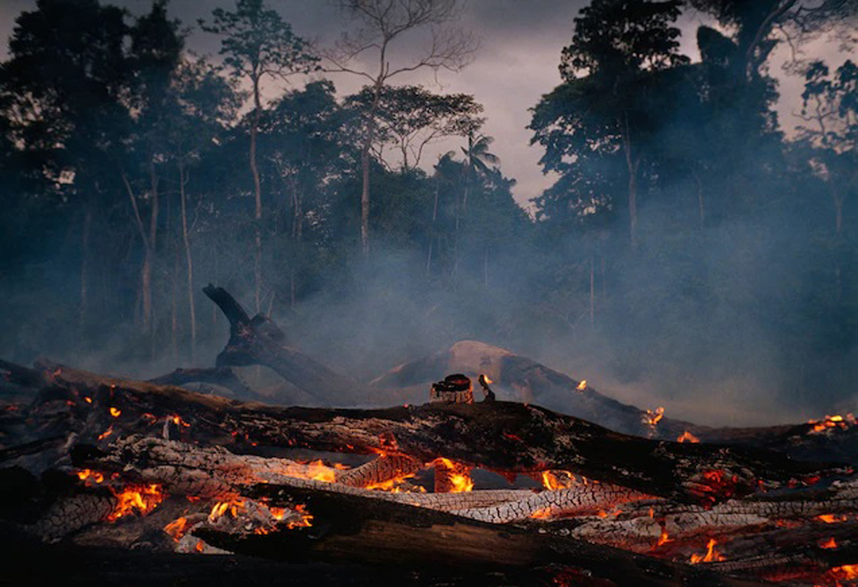 Brazilian Amazon lost 18 trees per second in 2021: report