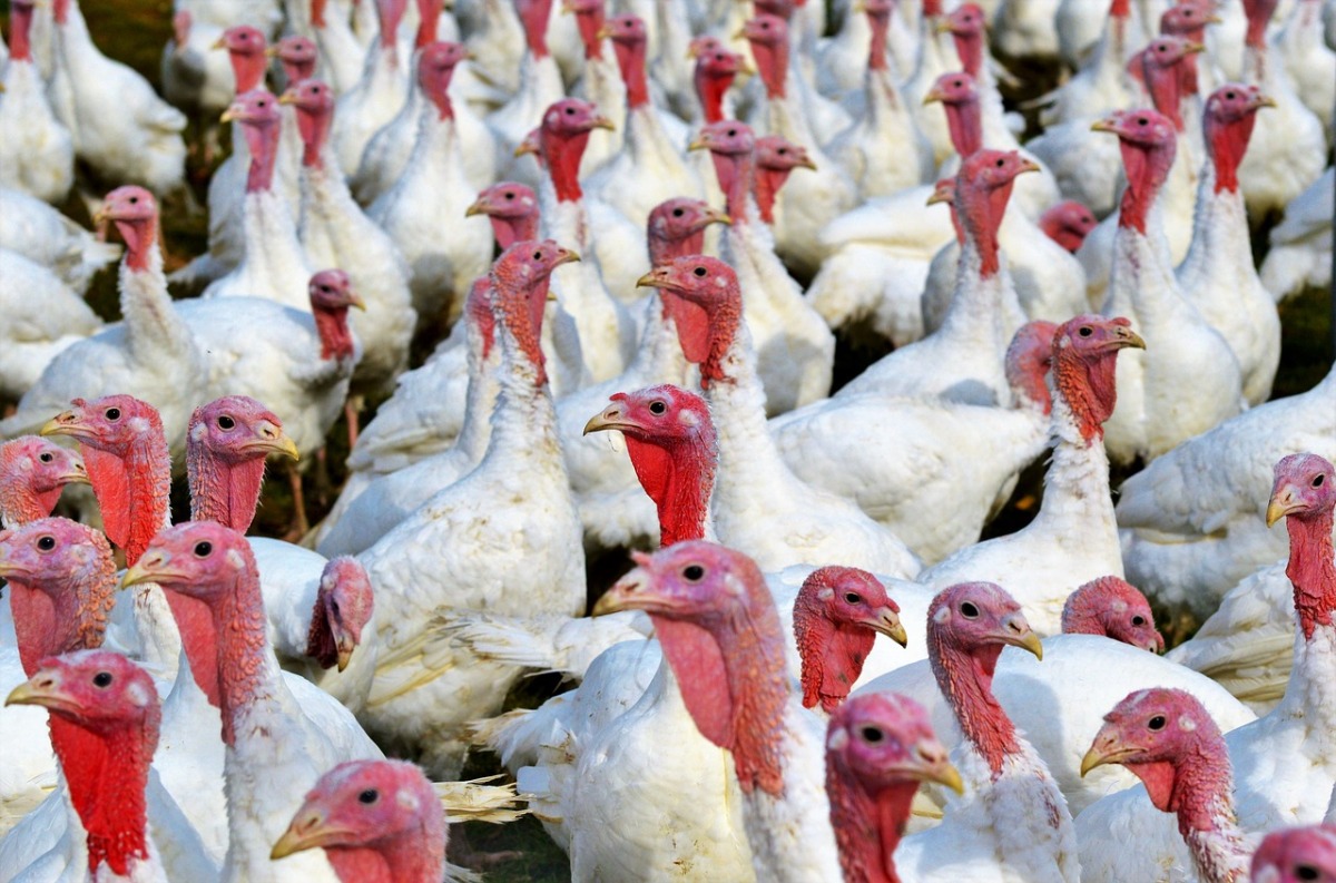 France detects bird flu at turkey farm