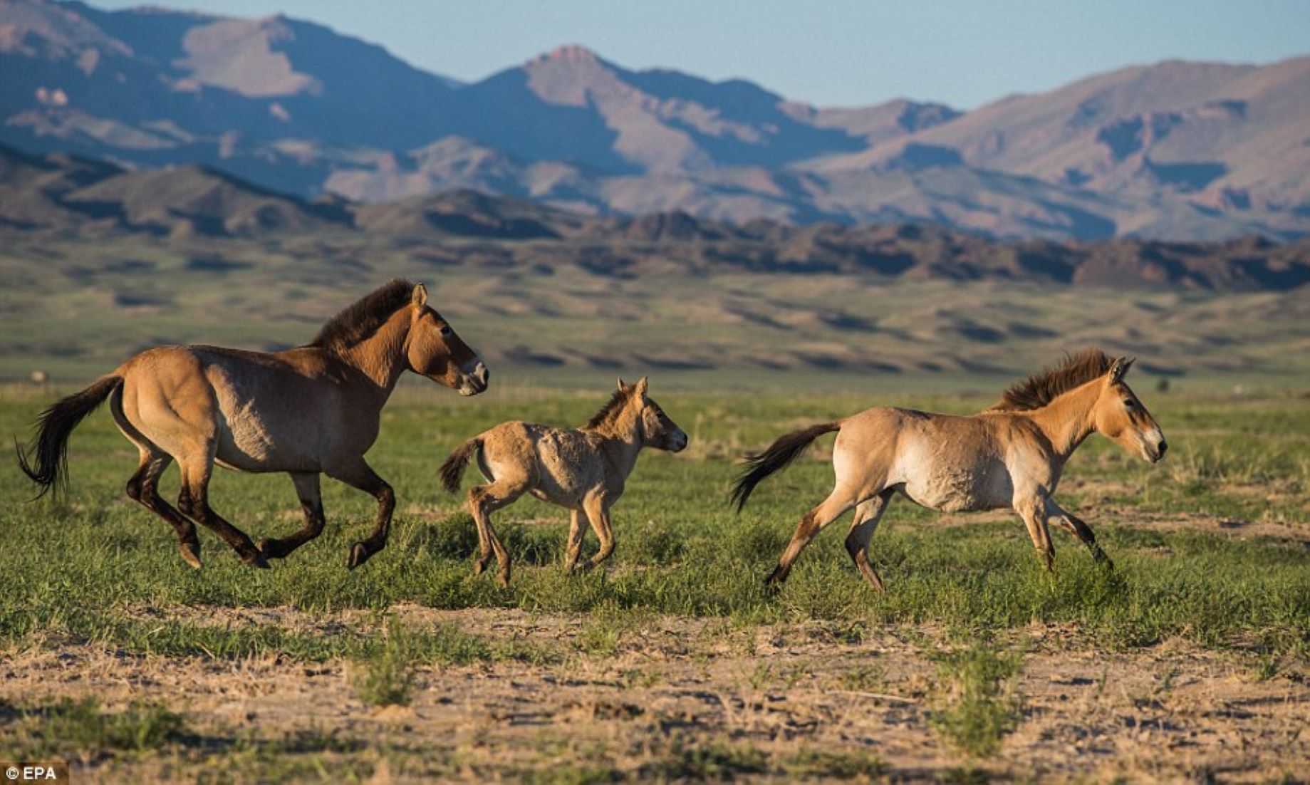 Number Of Endangered Przewalski’s Horses In Mongolia Exceeds 1,000