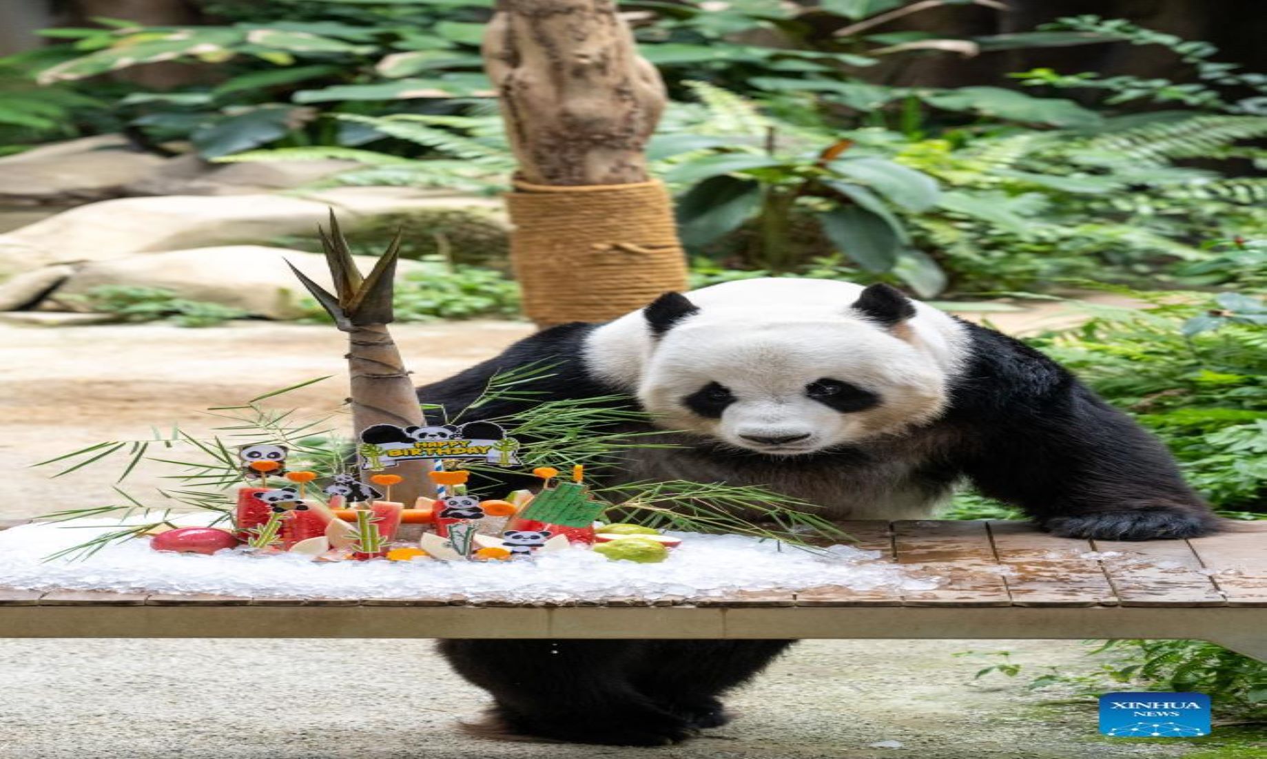 Feature: Giant Panda Couple, Turning 16, Prosper Under Tender Care Of Malaysian Keepers