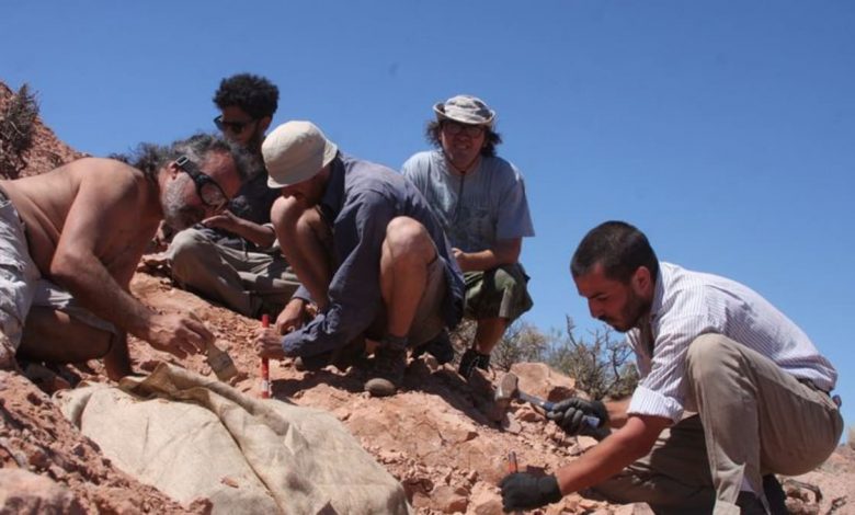 Remains of small armour-plated dinosaur unearthed in Argentina