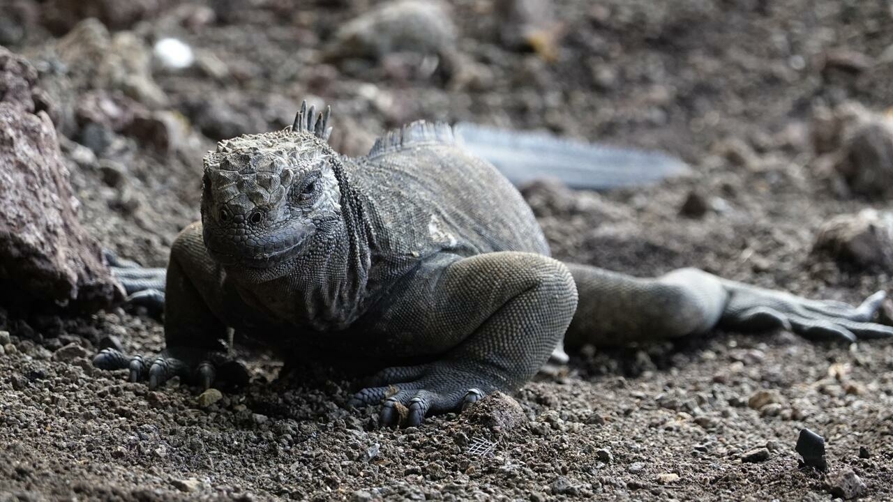 After 200 years, land iguanas hatch again in Ecuador’s Galapagos archipelago