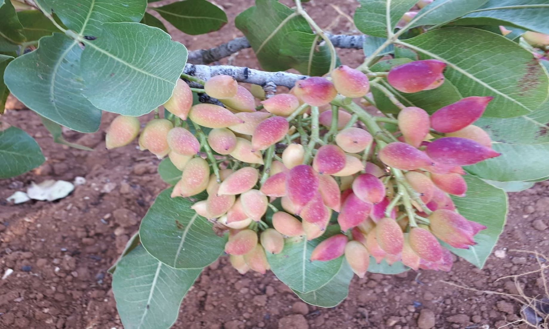 Feature: Syria’s “Red Gold” Pistachio Production Struggles With U.S. Sanctions