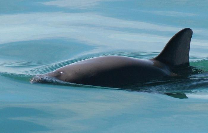 World’s first case of bird flu in porpoise: Sweden