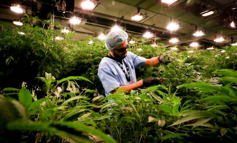 Medical marijuana industry flourishing in Uruguay