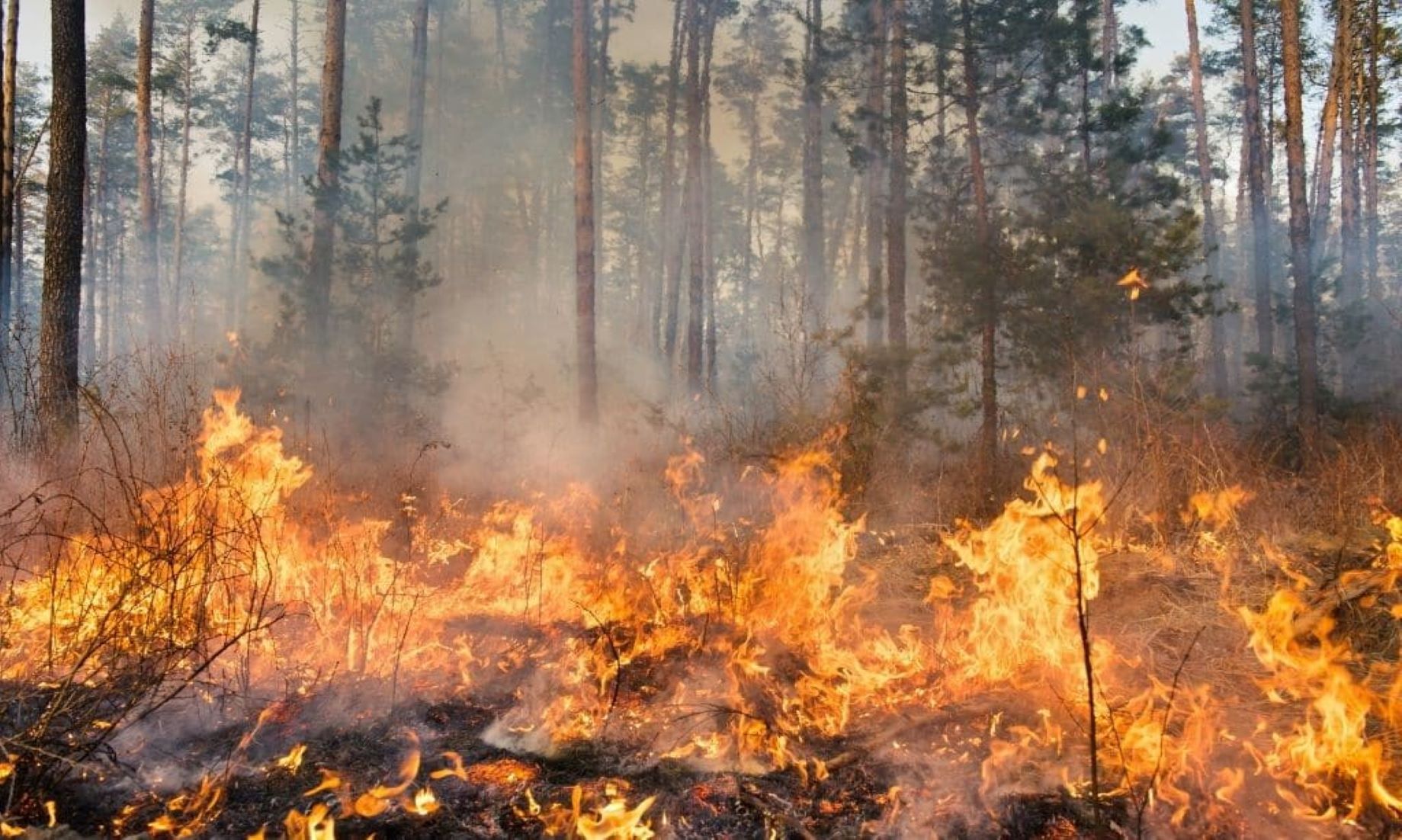 Wildfires Burned Over One Million Hectares Of Land In Mongolia So Far This Year