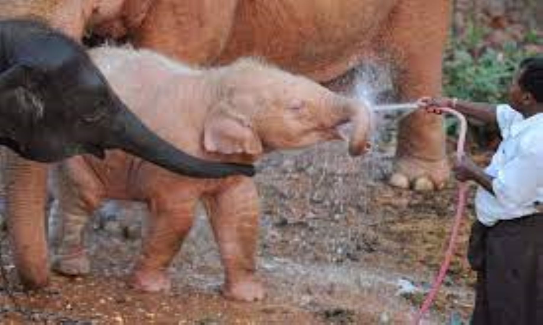 Rare White Elephant Born In Myanmar