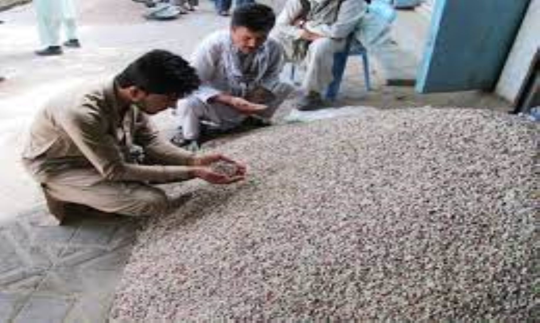 Pistachio Yield Increased In Afghanistan’s Samangan Province