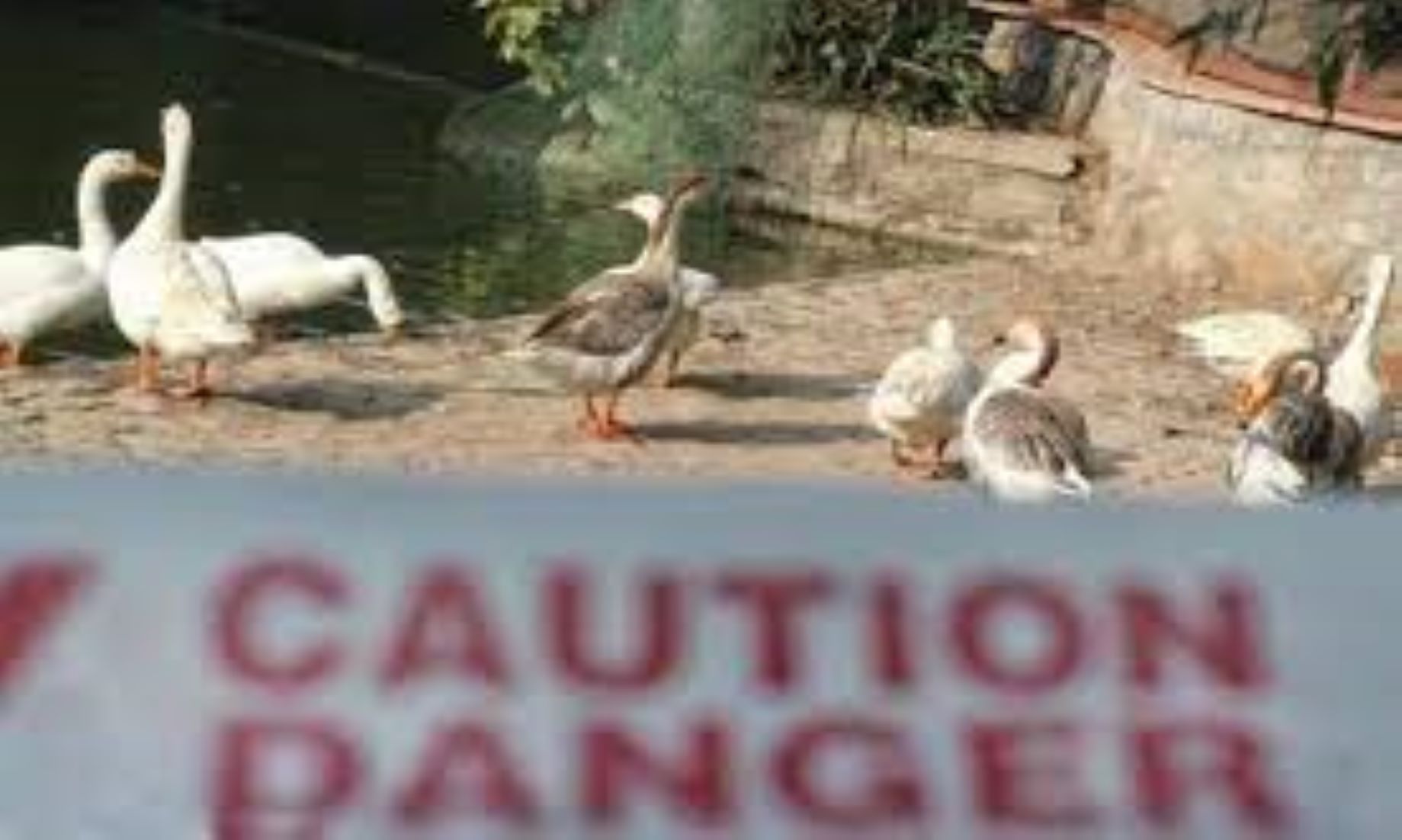 France Detected Bird Flu At Duck Farm