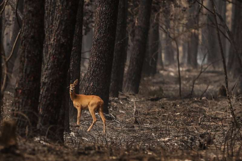 Rain brings relief to France fires, but more evacuated in south