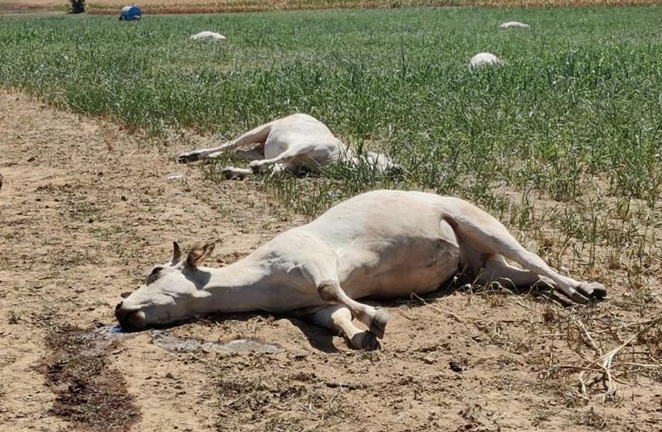 Drought blamed for dozens of cow poisoning deaths in Italy