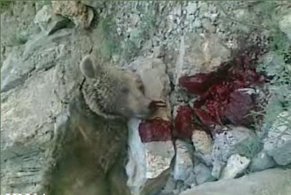 Anger after bear cub tortured to death in Mexico