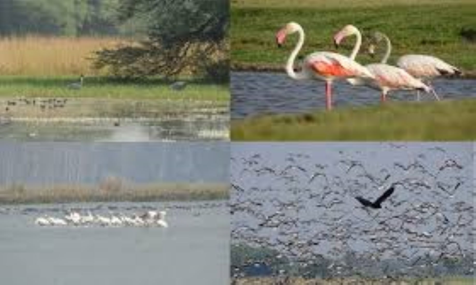 11 More Indian Wetlands Added To Ramsar Int’l Wetland List