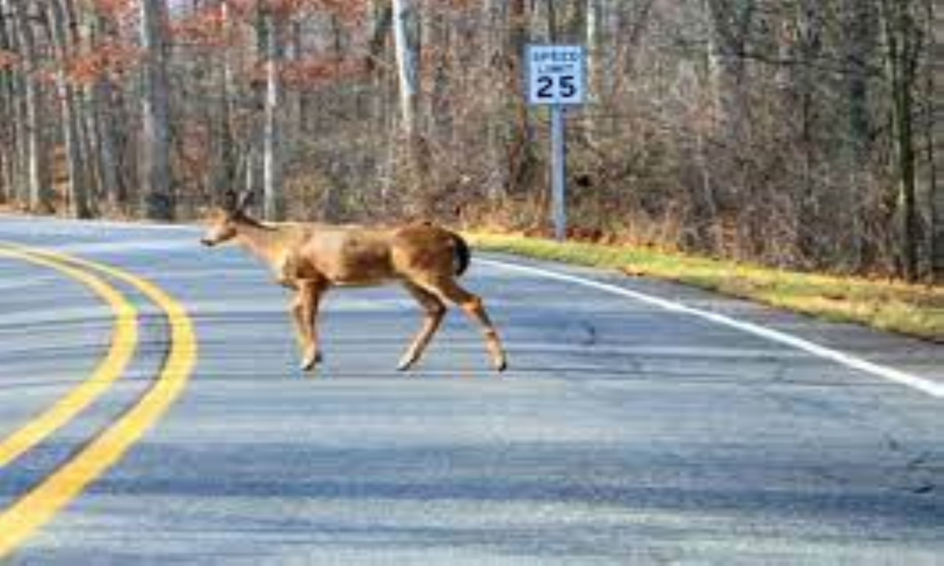 Around 25 Deers Died From Rabies In Suburb Of Sri Lanka’s Capital