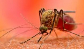 South Africa: Eliminating malaria remains top priority