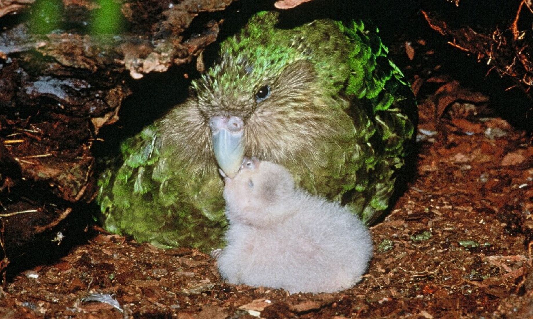 Bumper Breeding Season Boosts New Zealand Endangered Flightless Parrots’ Population