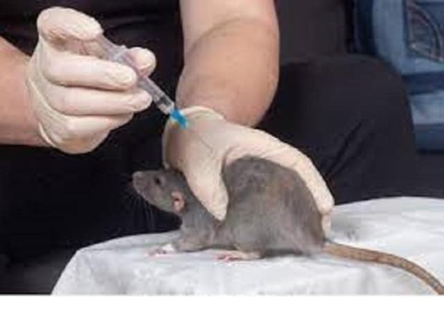 Death toll of Lassa fever rises to 171 in Nigeria