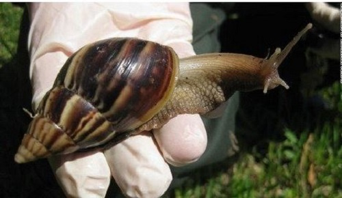 Ghana must tap into $2 billion global snail industry – MESTI