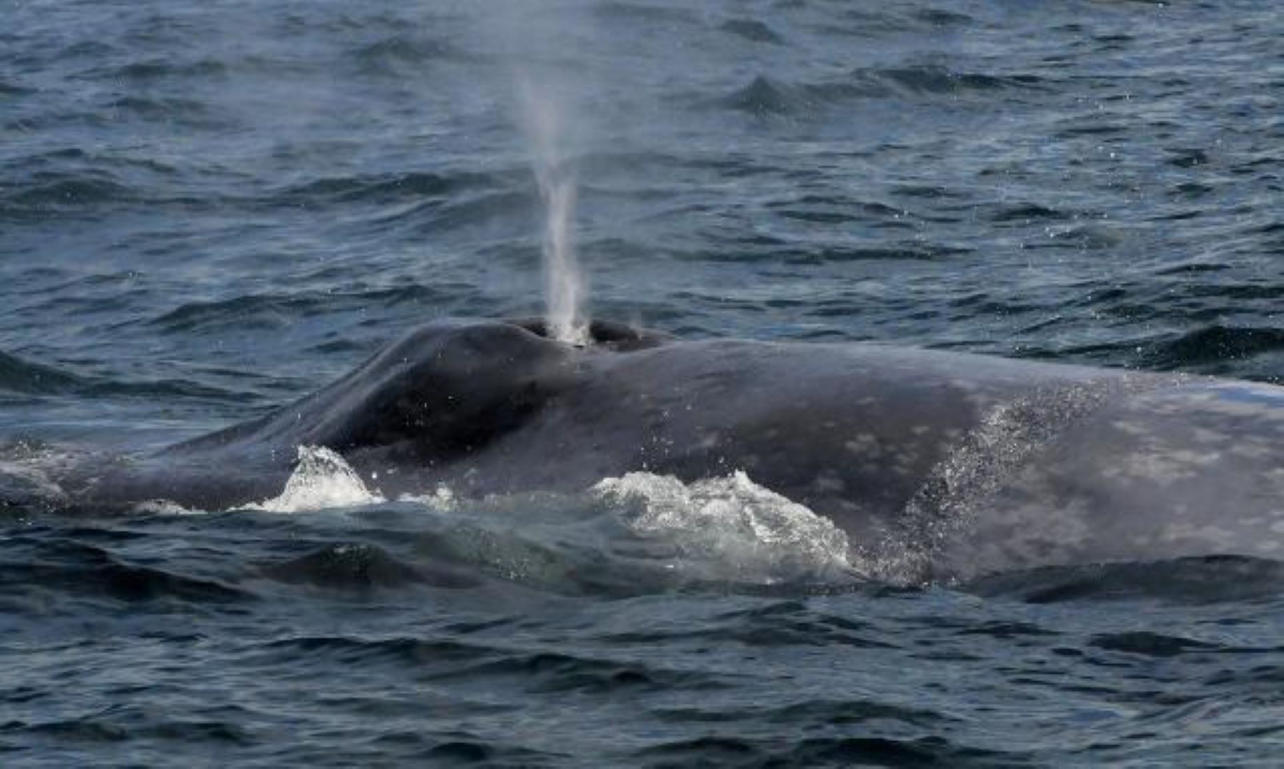 Two Dead, Three Missing From Boat-Whale Collision In New Zealand