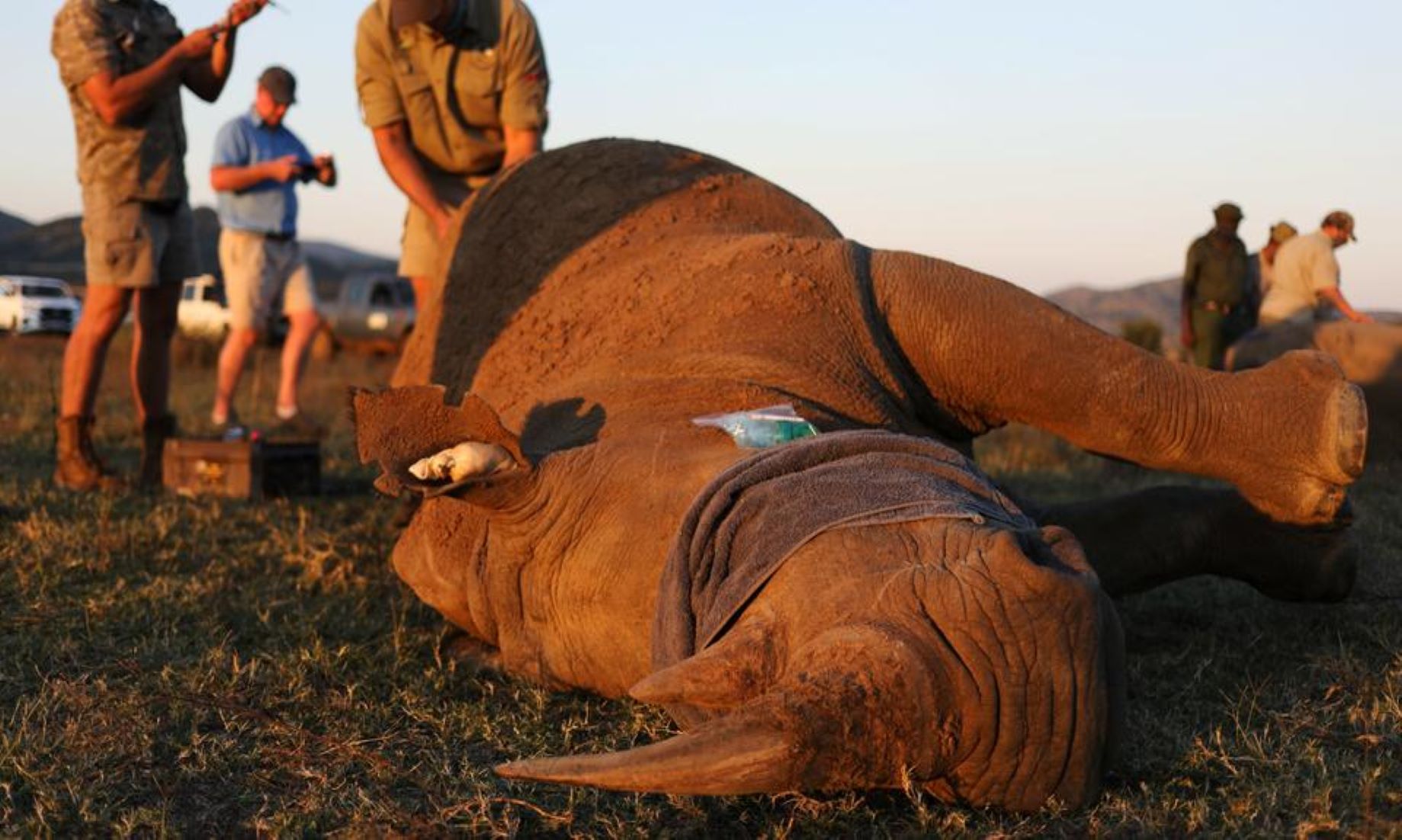 Rhinoceros Poaching Surged In Namibia