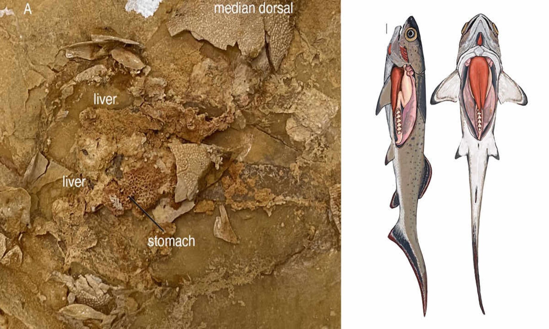 Aussie Researchers Discovered 380-Million-Year-Old Heart Of Ancient Fish