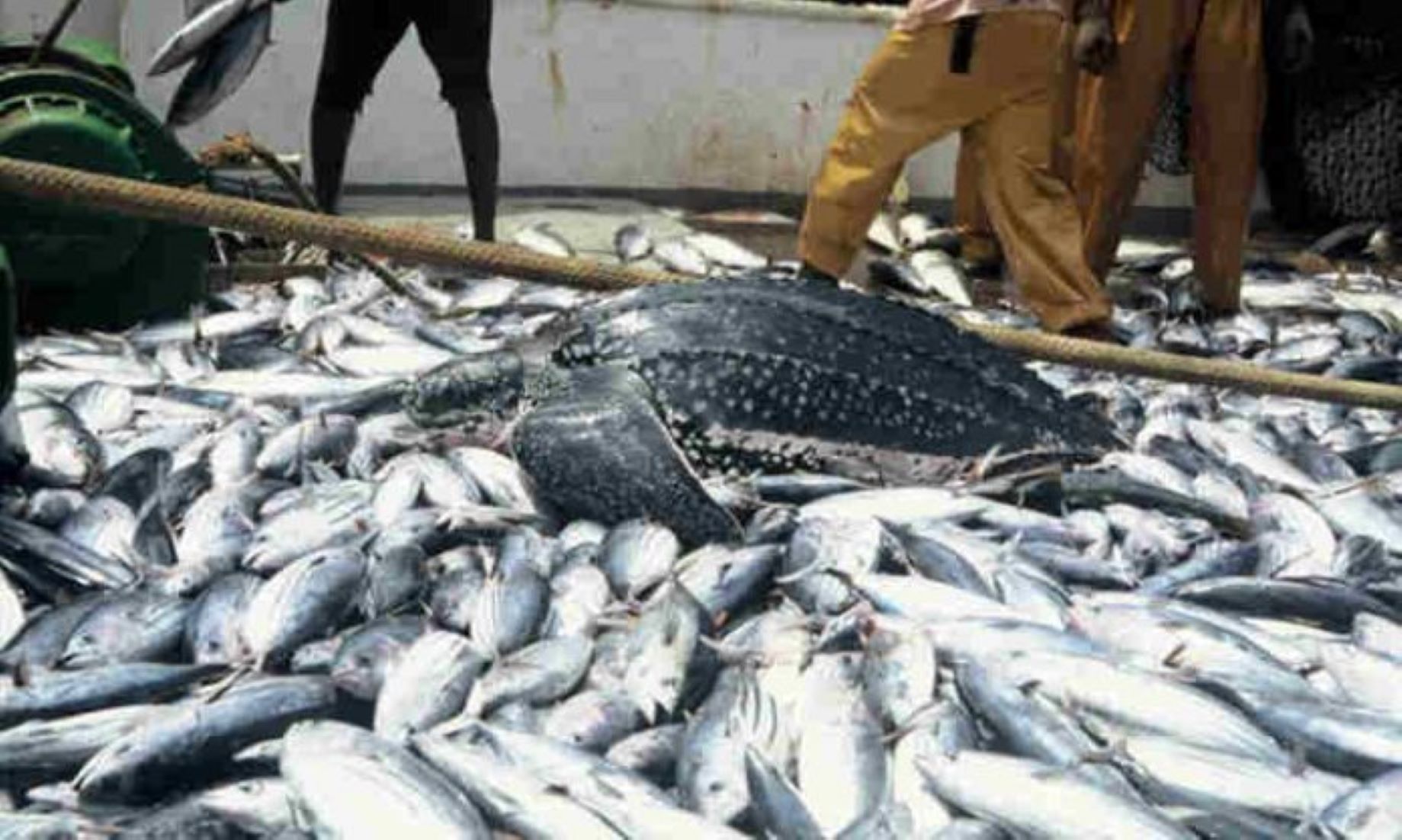 Pakistan’s Seafood Exports Up By 52 Percent In Jul-Aug