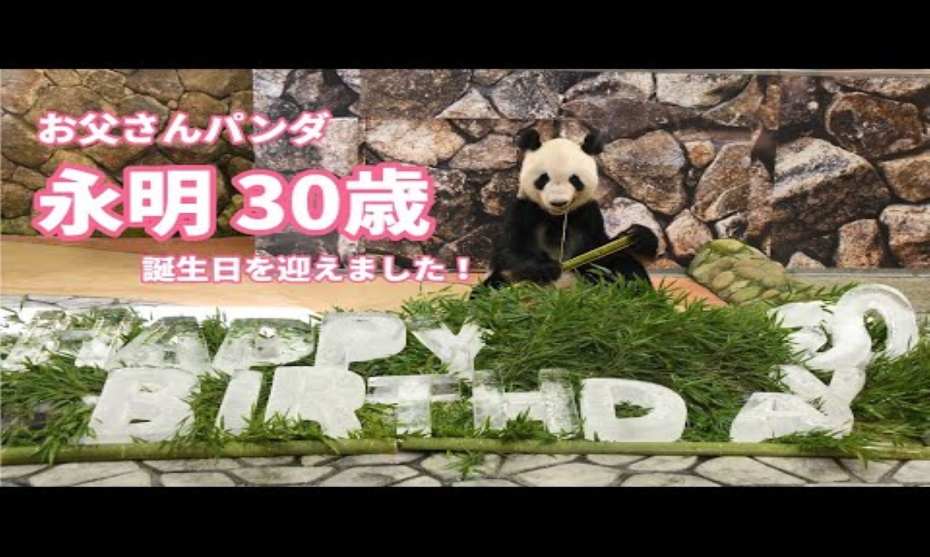 Giant Panda Celebrated 30th Birthday In Western Japan Zoo