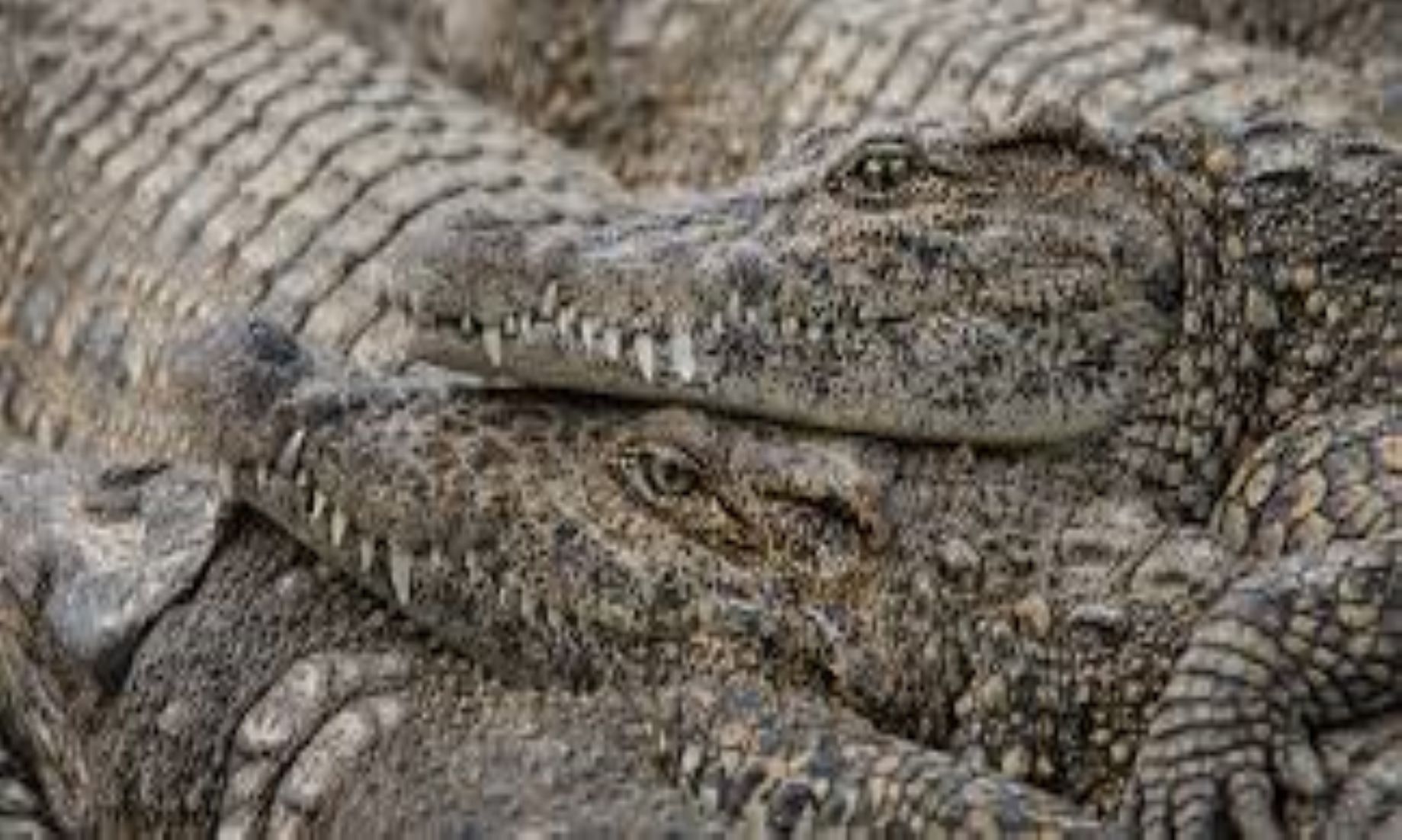 Crocodile Farming, Bush Food, Key To Boost Northern Australia’s Economy: Report