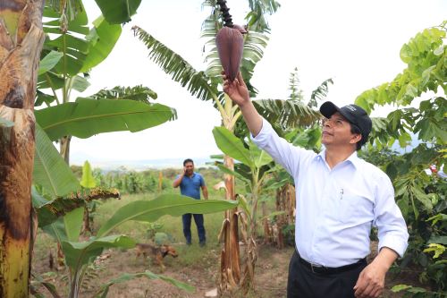 Peru: Government will openly combat deforestation, says Pres Castillo