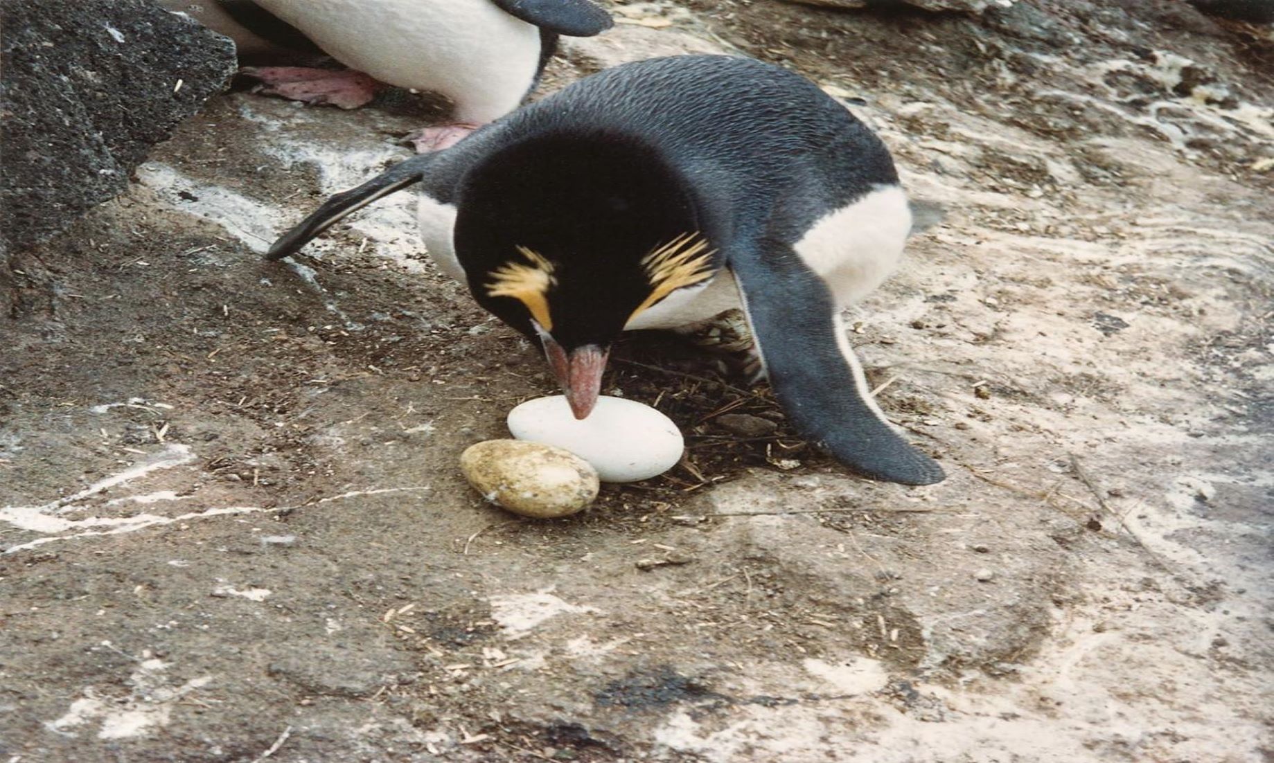 Study Explains Why Endangered Penguins Reject First Egg, Lay Second One