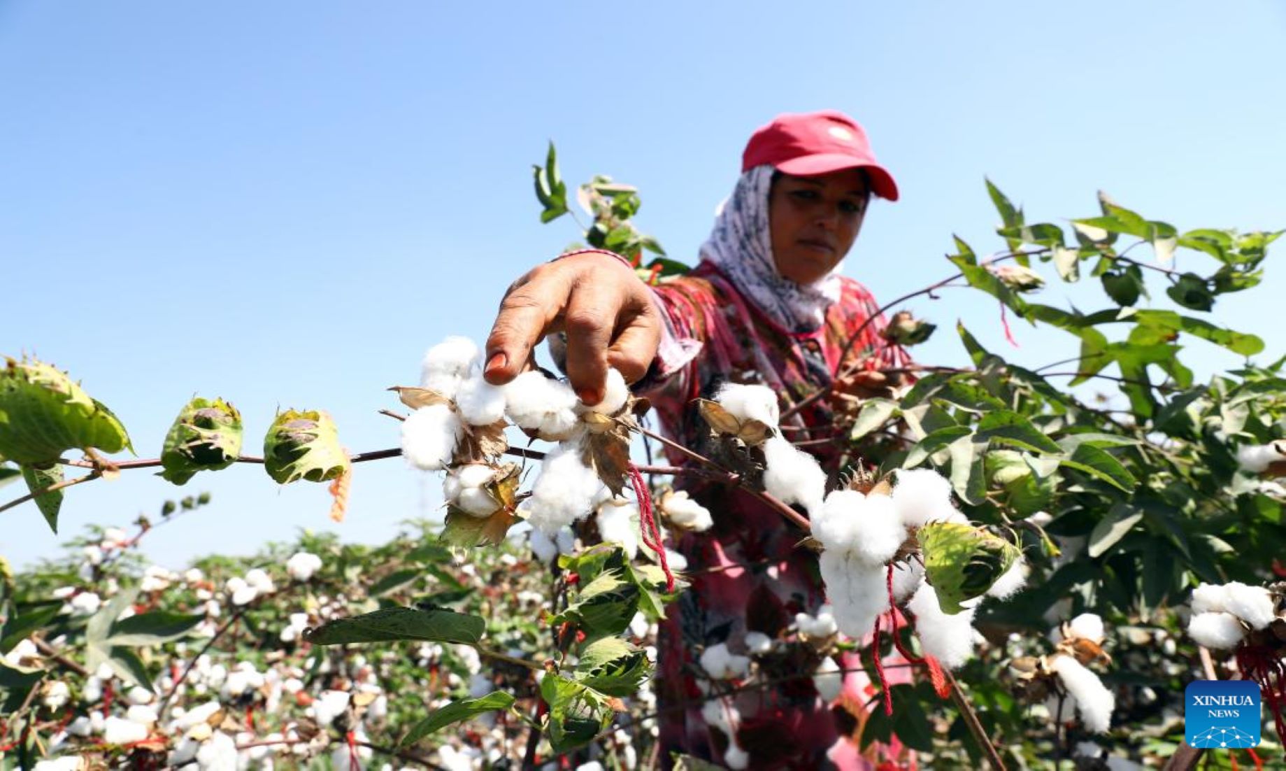 Feature: Agrotechnicians’ Hard Work Helps Increase Cotton Yield, Quality In Egypt