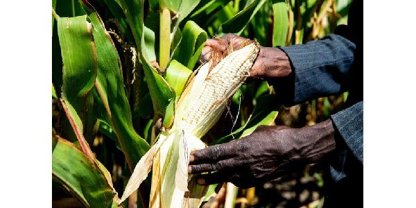 Tanzania to step up vigilance after Kenya nods to GMO tech