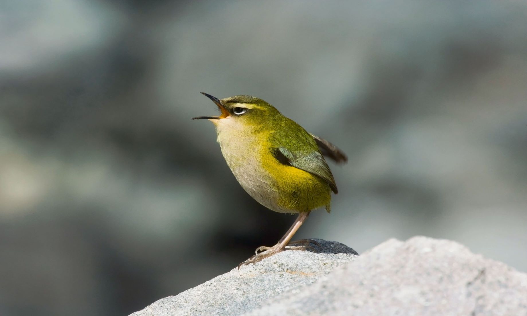 Endangered Small Rock Wren Crowned New Zealand’s Bird Of The Year